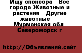 Ищу спонсора - Все города Животные и растения » Другие животные   . Мурманская обл.,Североморск г.